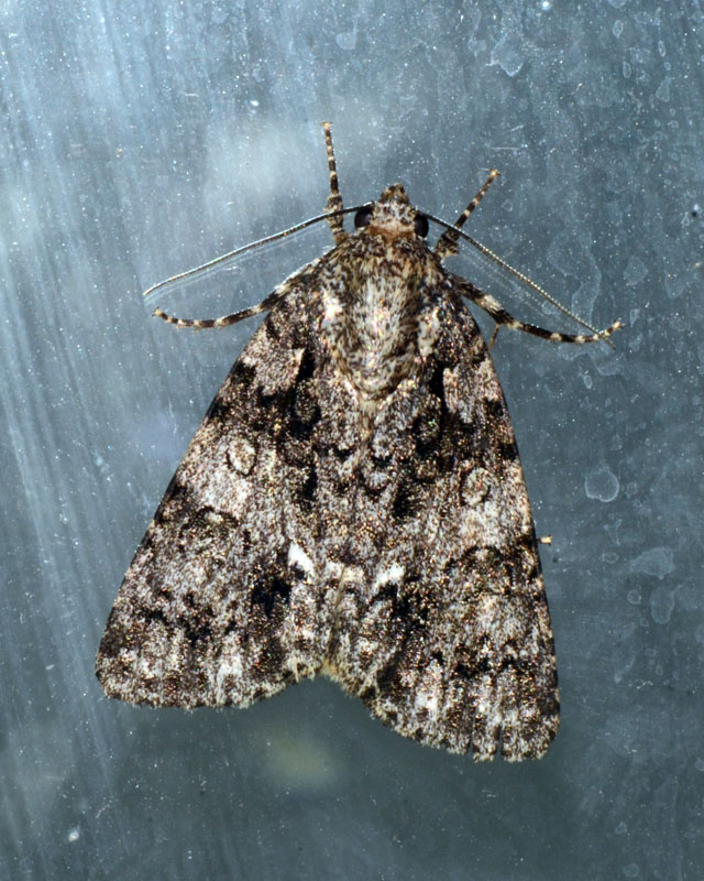 Noctuidae Acronicta auricoma ?